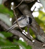 217 Chickadee-130805-06_01.jpg