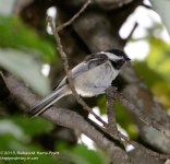 217 Chickadee-130805-07_01.jpg