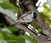 217 Chickadee-130805-09_01.jpg