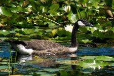 DSC_2294.jpg