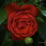 My love is like a red,red rose 11x11 print (1).jpg My love is like a red,red rose 11x11 print (1).jpg