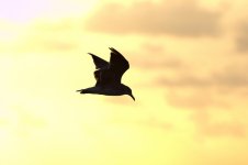 Gull1.jpg