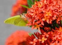 Sulphur Butterfly -Resized.jpg