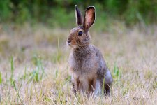 DSC_1239-2.jpg