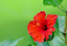 Hibiscus 1- resized.jpg