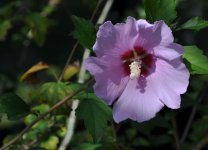 Rose of Sharon Resized 1.jpg