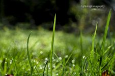 Grass Blade Edited.jpg