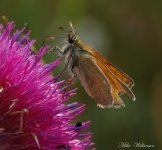 DSC_0020_028.JPG