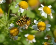 DSC_0006_024.JPG