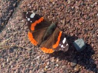 Male Red Admiral.jpg