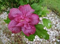 Another Rose of Sharon.jpg