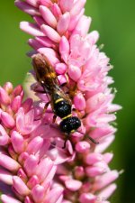 DSC_2327.jpg