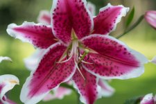 DSC_2334.jpg