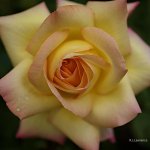 Peace Rose #3  11x11 print (1).jpg