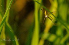 20130804-_1RB8789.jpg