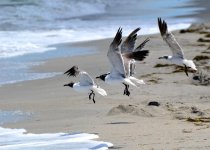 Gull2.jpg