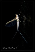 Day218Mayfly.jpg