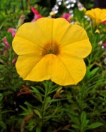Little Bitty Yellow Flower.jpg