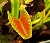 The Plant World Blockbuster Movie "JAWS".jpg