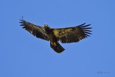 DSC_1252.jpg