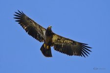 DSC_1253.jpg