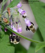 219 Bumblebee-130807-07_01.jpg