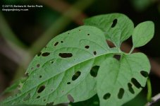 219 Nightshade Leaf-130807_01.jpg