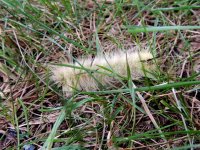DSCN9375.jpg