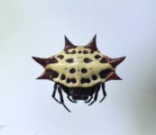 Crab Spider (1 of 1).JPG