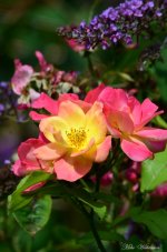 DSC_8830_039.JPG
