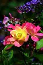 DSC_8830_039.JPG