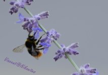 bee - WM.jpg