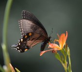 DSC_0076.jpg