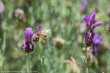_D8A6128-Edit.jpg