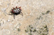 Spider1.jpg