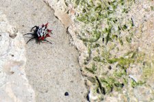 Spider3.jpg