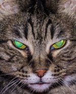 Cat (1 of 1).JPG