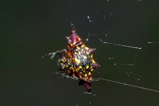 DSC_1161.jpg