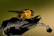 DSC_1168.jpg