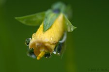 DSC_2415.jpg