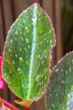 DSC_2425.jpg