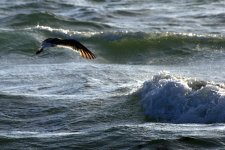 Gull6.jpg