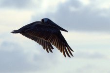 Pelican3.jpg