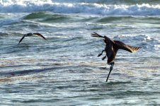 Pelican4.jpg