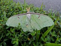 Luna Moth.jpg
