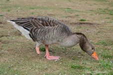 DSC_9220_070.JPG