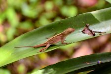 lizard1.jpg