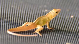 lizard3.jpg