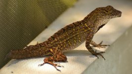 lizard4.jpg
