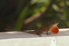Lizard5.jpg